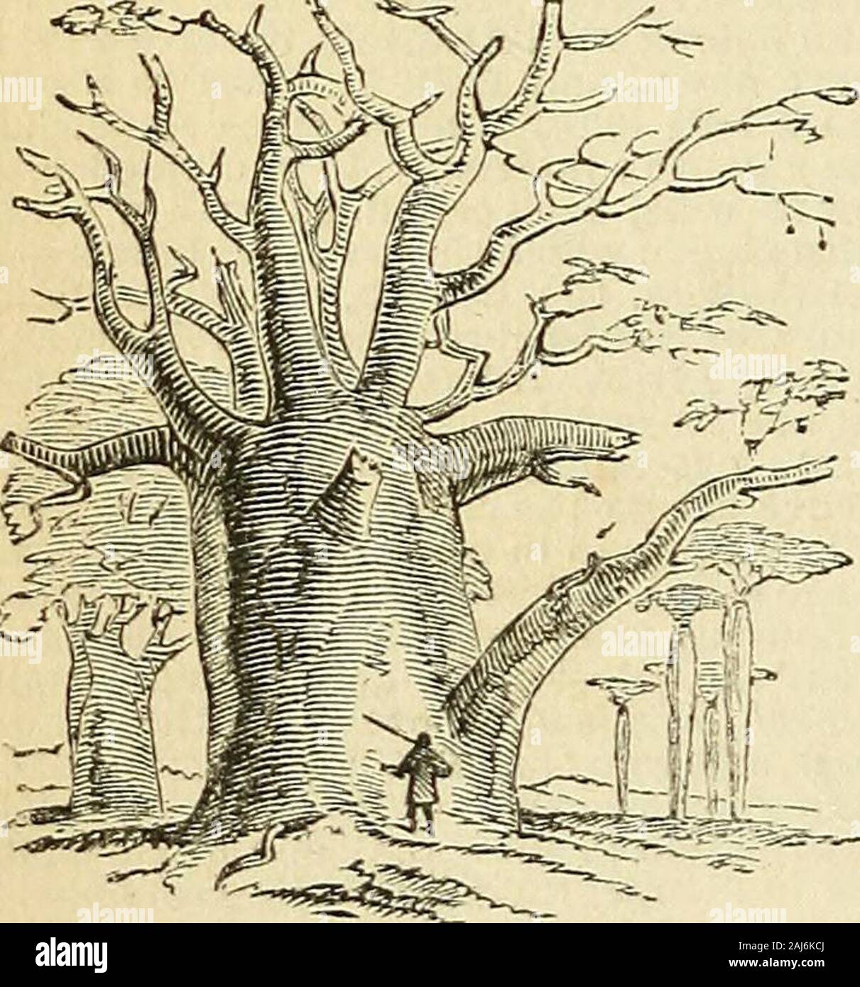 File:Baobab - Lalo.jpg - Wikimedia Commons