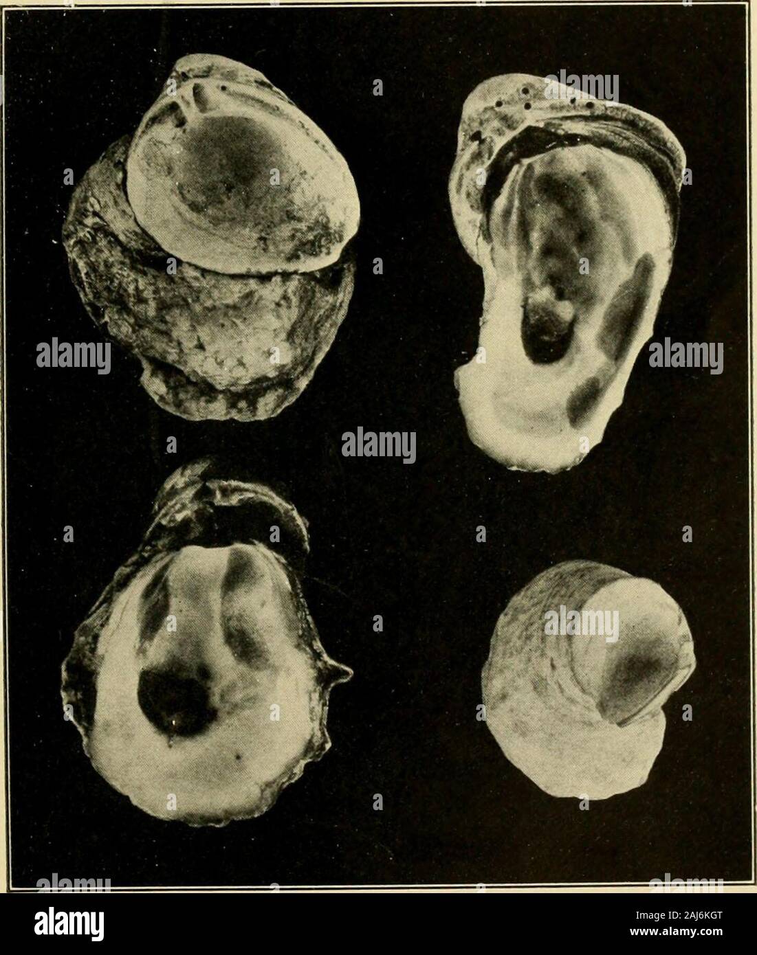 Shell-fish industries . re than two inches long inseven months. A piece of rock in the possession of theU. S. Bureau of Fisheries bears forty or fifty shells, allmore than four inches long, that had grown in the watersof Bayou Schofield in twenty-three months. In manyparts of Terrebonne Parish, oysters are said to attainmarketable size in three years. It is said that in BayouCook, from which come most of the best oysters, theperiod of growth is but two years. So reliable and wellinformed an observer as Mr. H. F. Moore, of the Bureauof Fisheries, states that he has seen in PlaqueminesParish oys Stock Photo