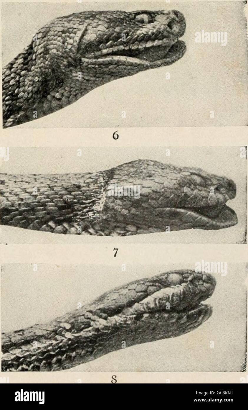 The reptile book; a comprehensive popularised work on the structure and