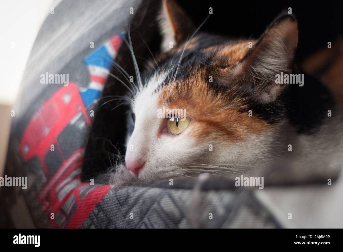 Close up of a beautiful domestic tricolor cat lies in her bed near the window. Yellow eyes. Looking forward. Relaxing mood. Stock Photo