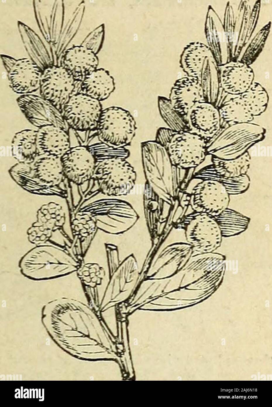 The treasury of botany: a popular dictionary of the vegetable kingdom; with which is incorporated a glossary of botanical terms . (JTi)e Crcatfurg of 23atann. [acal ally more or less cjiindrical, and of smalldimensions, becomes flattened out, and as-sumes a leaf-like appearance : these dilatedIe:if-stalks, or, as they are technicallytermed, phyllodes, fulfil the functions ofthe leaves, and are of very varied formin the different species. They are al-ways so placed that their edges look up-wards and downwards, so that by thismeans, as well as by the arrangement ,s **. .Acacia argyrophylla (with Stock Photo
