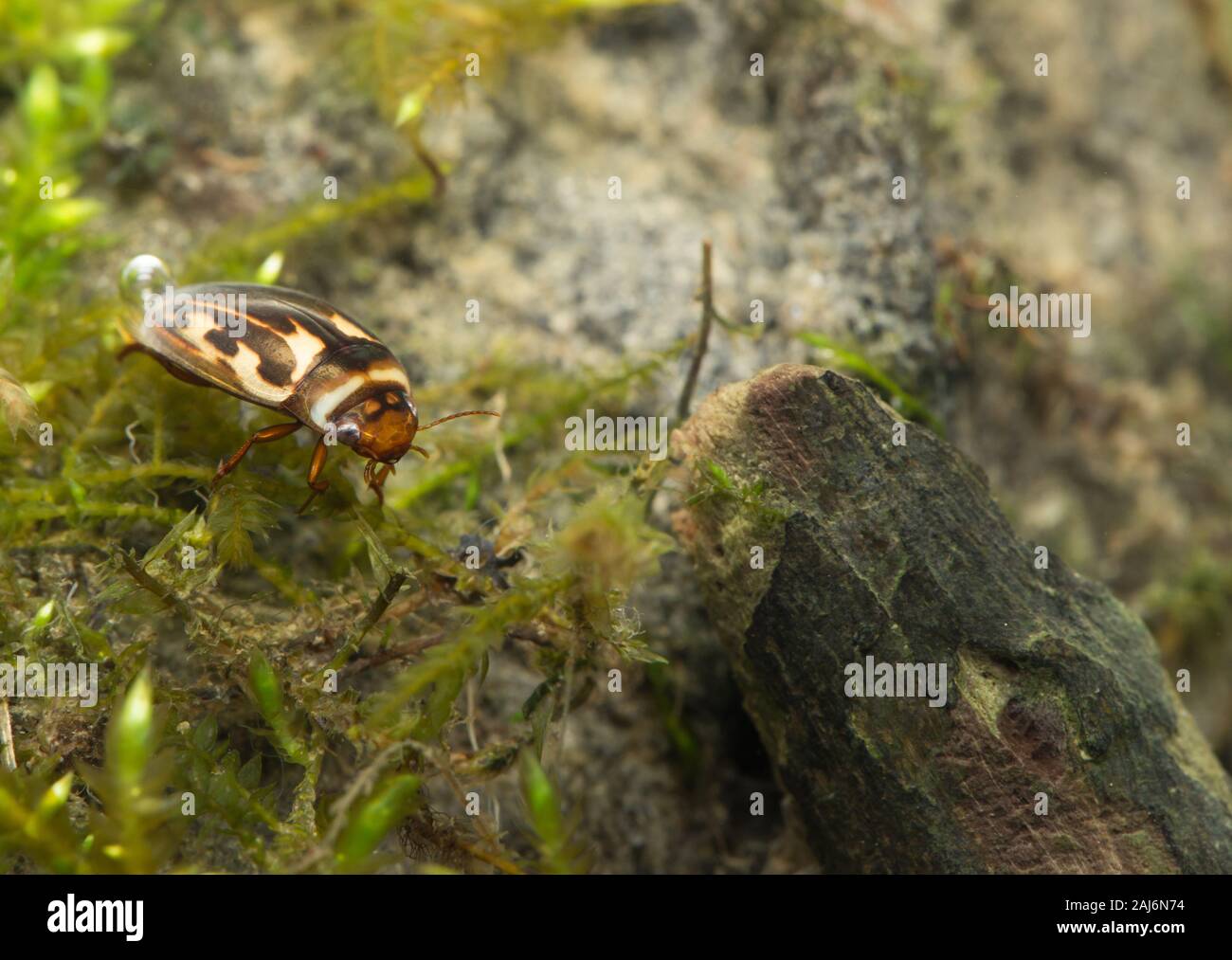 Diving beetle (Platambus maculatus) Stock Photo