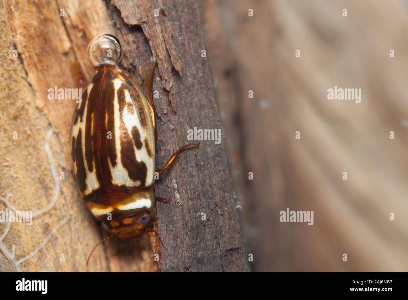 Diving beetle (Platambus maculatus) Stock Photo