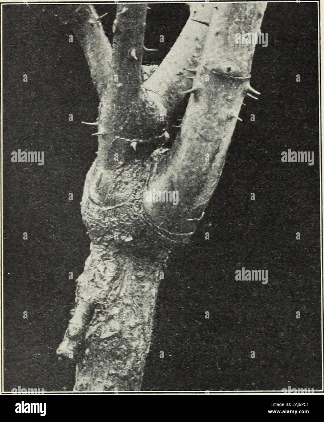 Raised from seeds hi-res stock photography and images - Alamy