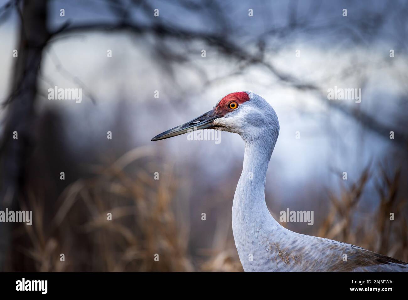 Sandhill Crane at the George C. Reifel Migratory Bird Sanctuary, Delta, British Columbia. Stock Photo