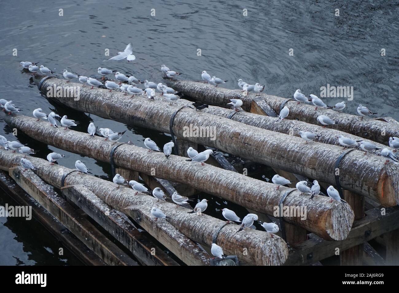 Many seagulls sit on wooden beams on the river Stock Photo