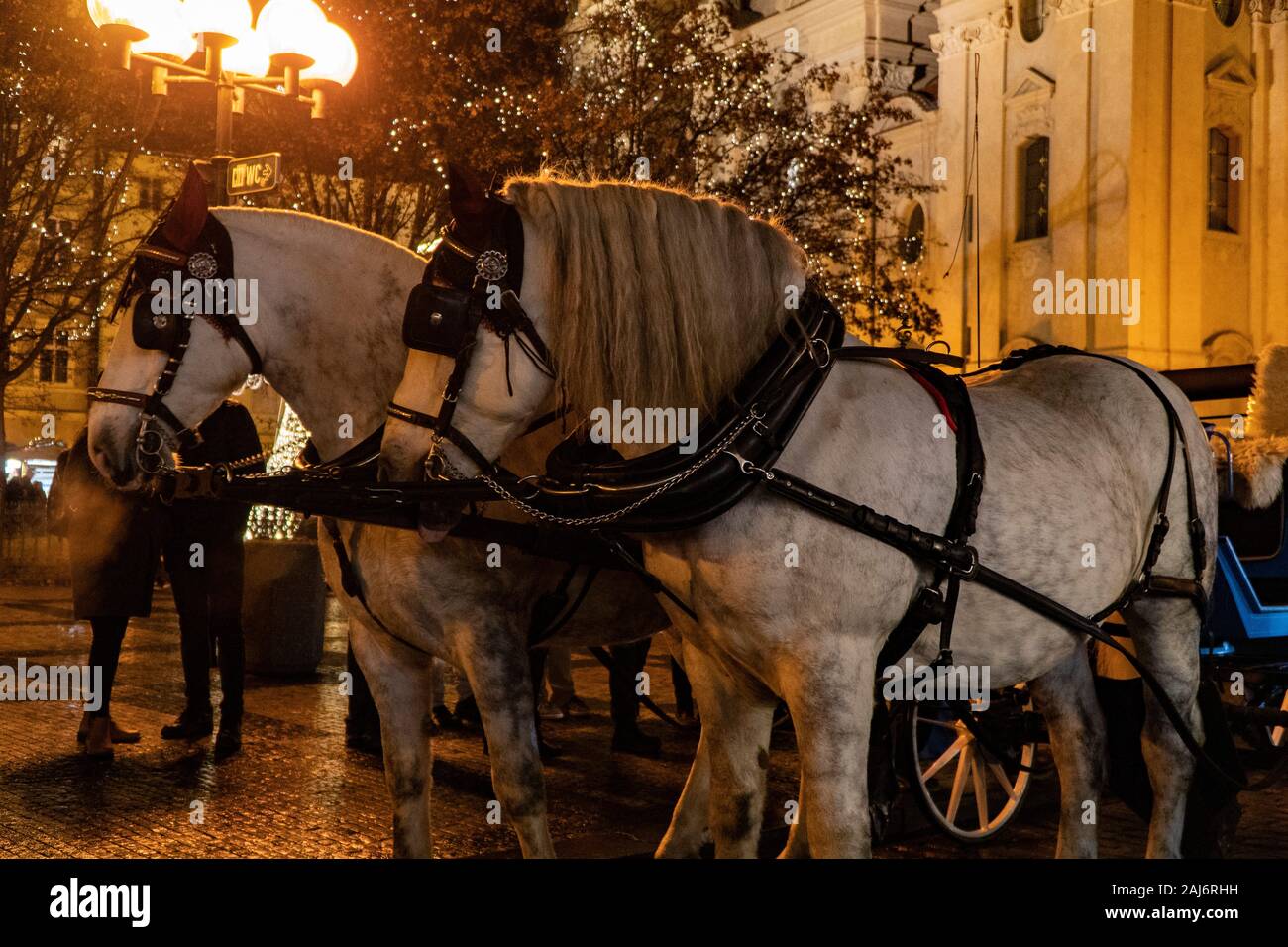 Prague, Czech Republic 2019 Carriage Horses in the Park on Christmas