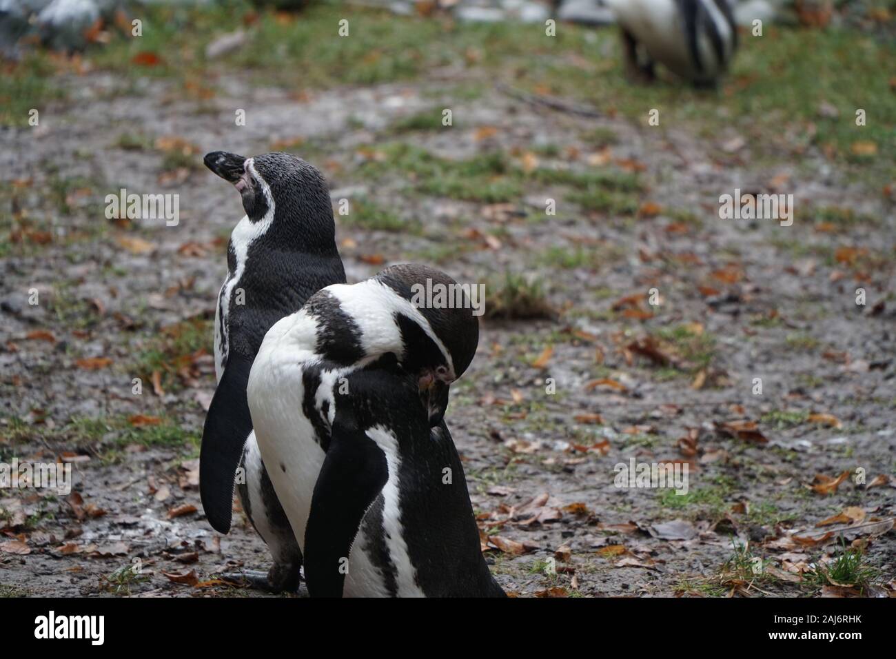 Beautiful African Penguin pair (Spheniscus demersus) in zoo Stock Photo