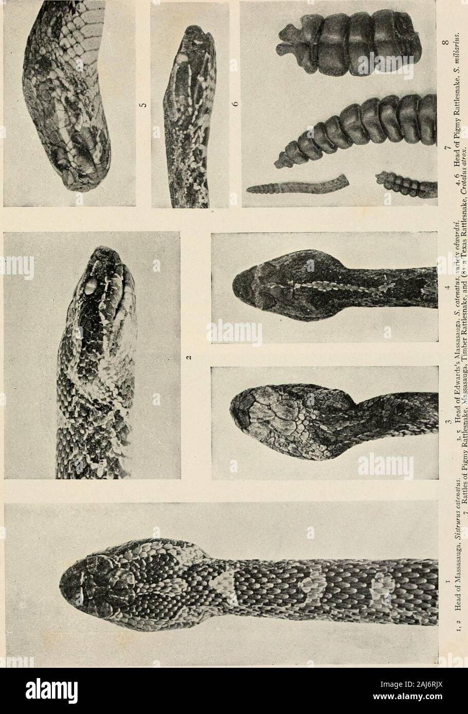 What is a reptile bloated body?