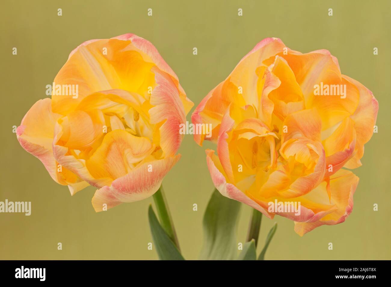 Tulipa 'Creme Upstar', Double colour changing Tulip Stock Photo