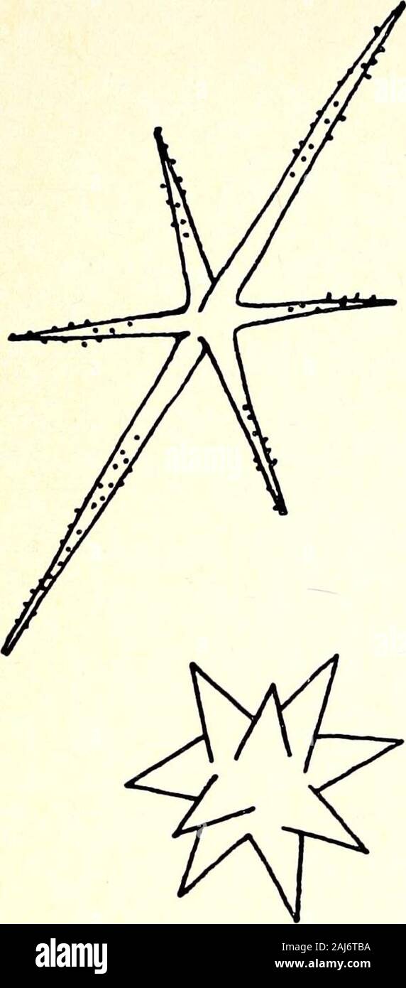 The Victorian Naturalist July 1975 145 Spicules Mq Nificd Many Fjiyies A Fringe Along The Sides Of The Animal When Picked Up The Setae Stick Intothe Fingers Break Off And Sting Untilremoved Which The Victorian Naturalist July 1975 145 Spicules Mq Nificd Many Fjiyies A Fringe Along The Sides Of The Animal When Picked Up The Setae Stick Intothe Fingers Break Off And Sting Untilremoved Which