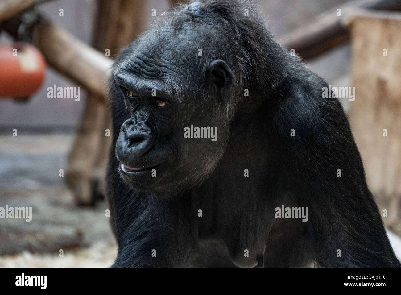 Prague, Czech Republic - DEC 2019: Western lowland gorilla in Zoo Stock Photo