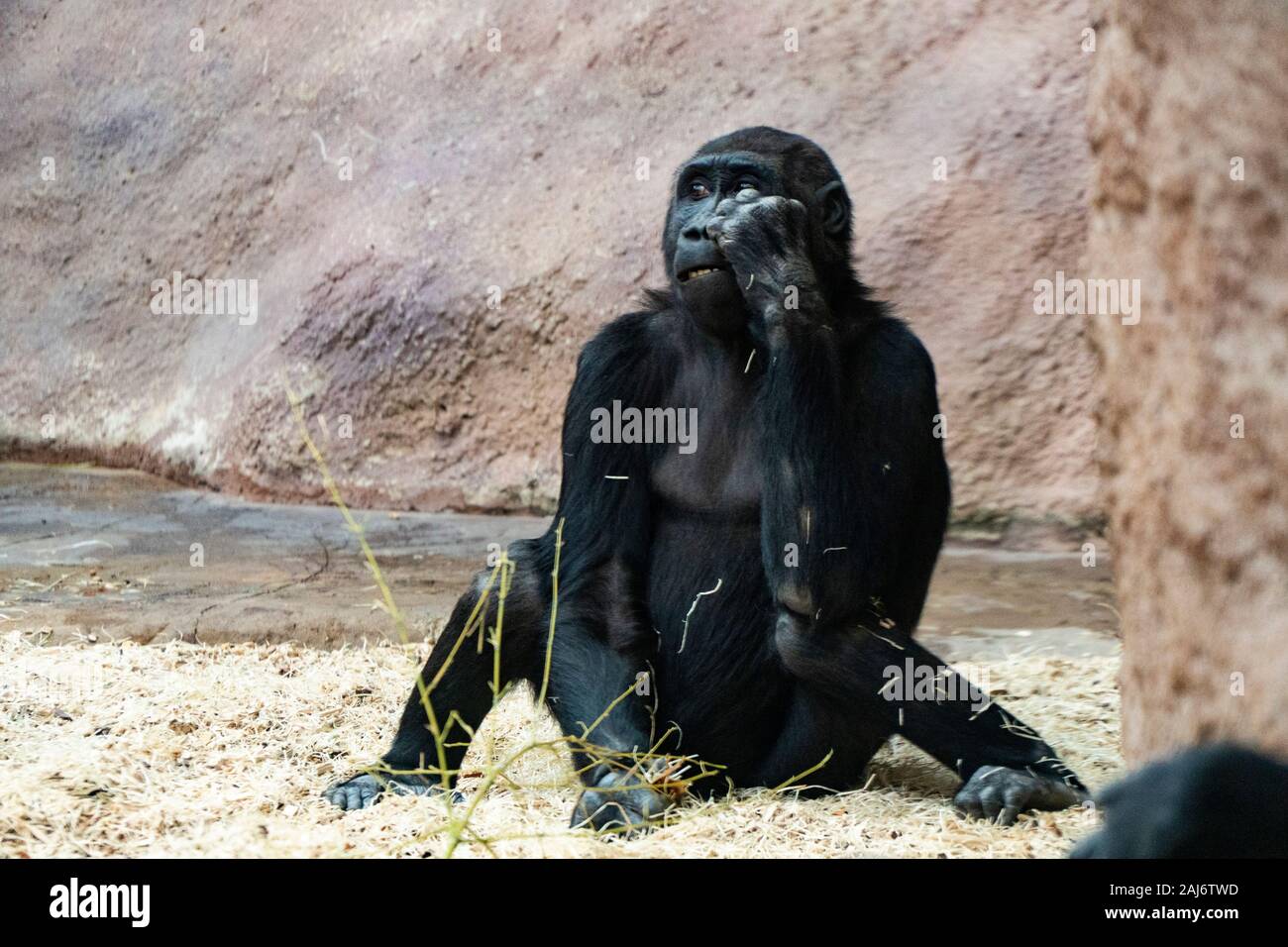 Prague, Czech Republic - DEC 2019: Western lowland gorilla in Zoo Stock Photo