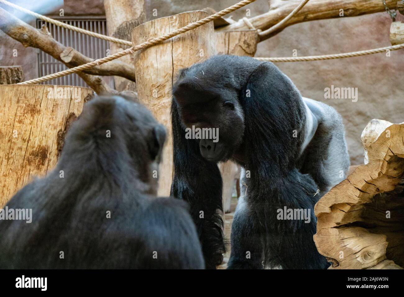 Prague, Czech Republic - DEC 2019: Western lowland gorilla in Zoo Stock Photo