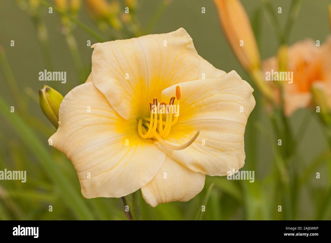 Day Lily, 'Longfield's Pearl', Hemerocallis Stock Photo