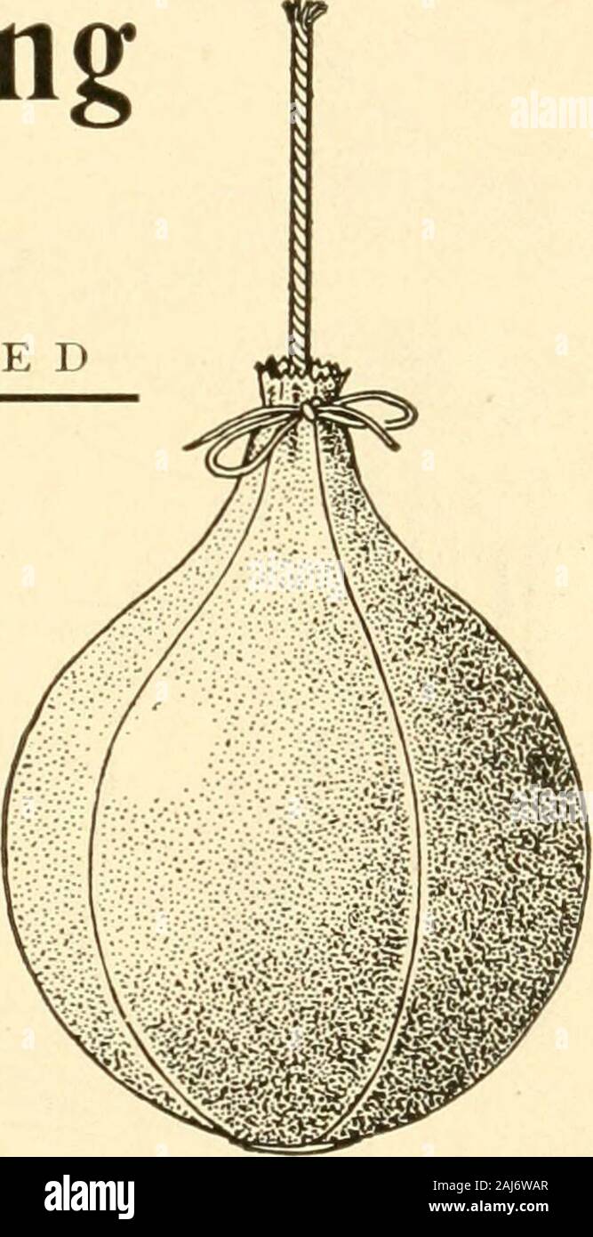 Spalding's how to play foot ball; . V VTENTED. This bag will swing true because it is built that way. It cannotmake a false move, no matter how hard it is hit. No loop to inter-fere with rope, and the most certain in its action of any on themarket. It is made with a lace running around the neck, like adraw-string. Inflate the bladder, drop the wooden ball into theopening at the top and pull the lace tight; then regulate the lengthof the rope and fit bag to your platform. Ihe Nos. 19, 20, 18, 18band 12 bags listed on opposite page are all made on the same pnnci-ple. Differences in quality of ma Stock Photo