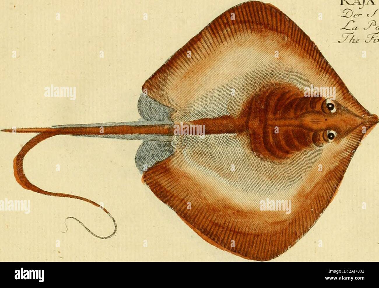 Ichthyologie; ou, Histoire naturelle des poissons En six parties avec 216 planches dessinÃ©es et enluminÃ©es d'aprÃ¨s natu . Rajfv aqula. , ??.. ts/ca - c7%e *5?ea. — c&a4c •  Ai vH V * *. Raja pa.st.lnaca. Ujc J Teclirt)elle. C.&lt;?. Ji £/^te/iacf tte - ie «A»vs iJlai.ré . - ? ?53, Stock Photo