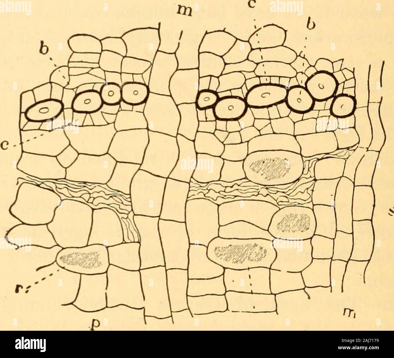Scientific and applied pharmacognosy intended for the use of students in pharmacy, as a hand book for pharmacists, and as a reference book for food and drug analysts and pharmacologists . inner bark tangentially, finely striate; odor slight;taste somewhat astringent, unpleasant and slightly nauseous. Inner Structure.—(Fig. 168.) Periderm of several layers ofprimary and frequently even secondary cortex, between which are 384 SCIENTIFIC AND APPLIED PHARMACOGNOSY included large groups of stone cells having very thick and porouswalls; bast fibers in tangentially elongated groups separated byplates Stock Photo
