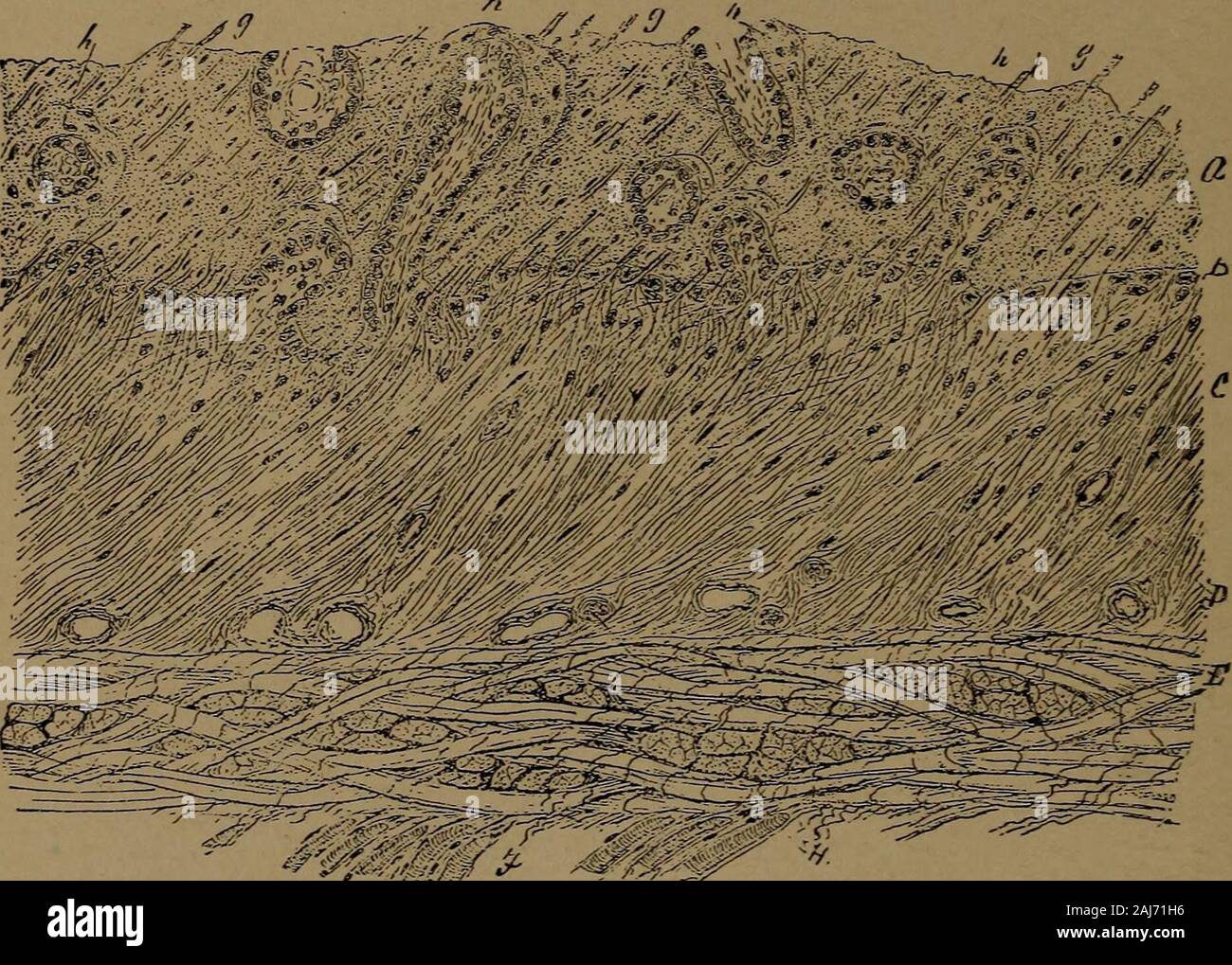 Reticular layer hi res stock photography and images alamy