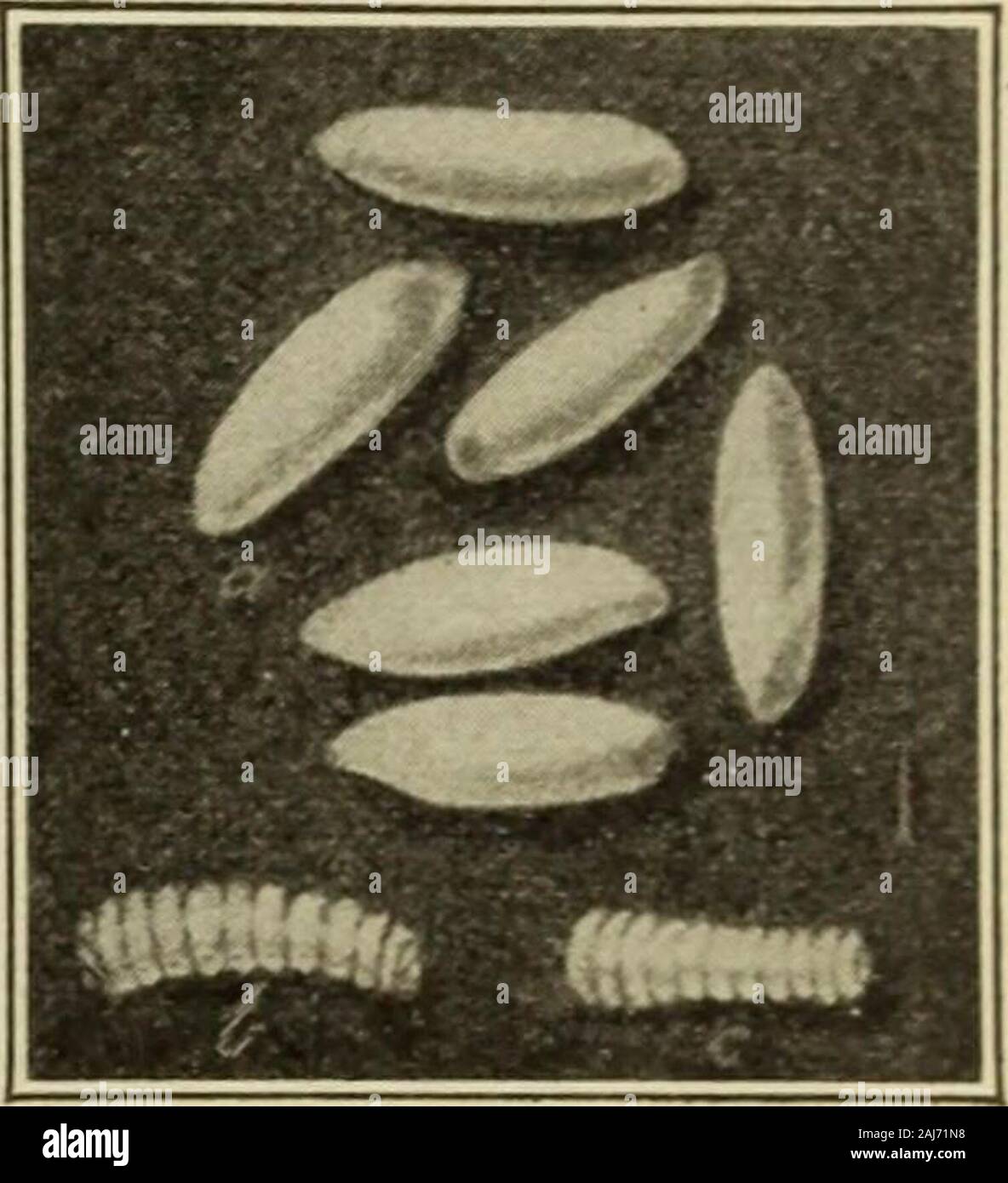 Selected insects hi-res stock photography and images - Alamy