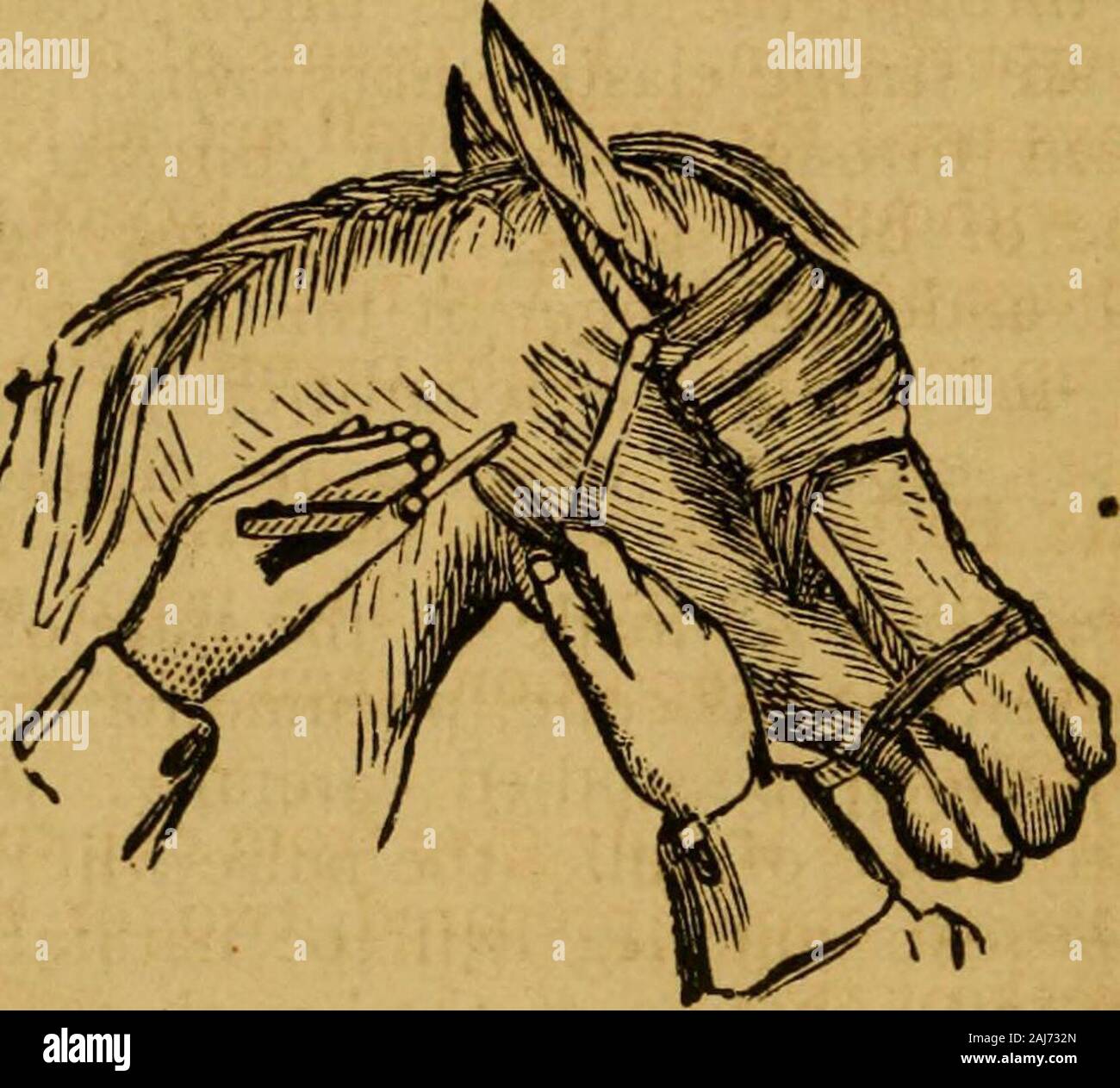 The new system of educating horses, including instructions on feeding