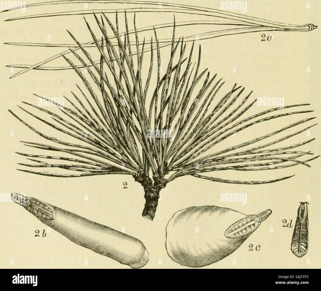 The White Pine (Pinus strobus Linnaeus) . Fio. ]4 Tiili«H of pim* lf;iv4S iiiiuio by lyiuo tiilii-buildtir—natural hi/.o (Inim rackaril). Fm. K.—Lophiiriit ahholii: 1 fmiiale, fiilnrgiil; 2, 3,pupa, onlar^iil; 4, 4, larva-, natural »i/.i( ri, roramii,natural »i/.e; C,nialn ant. niia, 7, liiiialiialitiniia,iiilarj;(«l(from Riley). Abbots vliit(&gt;-])ine sawlly [Lopln/nts ohhutii Leach.), and is ])t^rliai)S the most iiijiirinns rnliaj,fefeeder which infests tiie pine woods of th(^ North. The caterpillar of a siiifjle species of butterfly, Thccla niphon libn., is known to feed npoir tlicfoliage Stock Photo