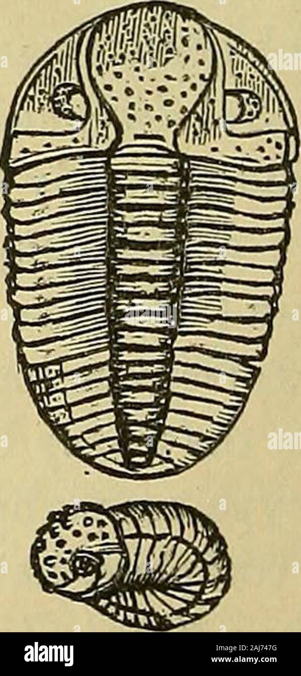 The Canadian journal of industry, science and art . iddle andhigher parts of the lower series.Fig. 143 represents one of ourmost common species, from theTrenton and Hudson River groups.It is usually referred to IllcBnus crassicauda. A rolled-up ex-ample is shewn at a. JPhacops:—Glabella largely developed, expanded anteriorly, andoften granulated but not lobed. Facial-suturecutting the sides of the head-shield. Eyesstrongly reticulated. Head-angles and pleuraewith rounded ends. Body-rings eleven in num-ber. Pygidium with rounded or entire outline.Range of genus. Lower Silurian to Devonian.Phaco Stock Photo
