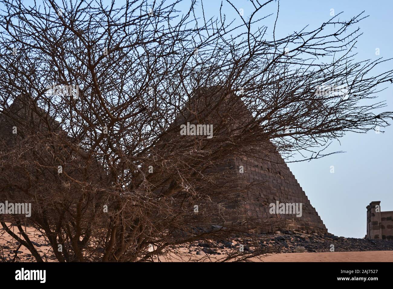 Acacia bush without leaves in front of the pyramids of Meroe in Sudan Stock Photo