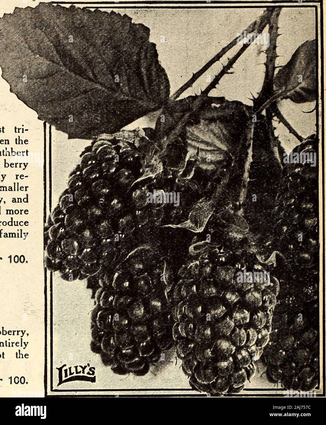Lilly's complete annual : bee supplies spray materiels poultry supplies fertilizers seeds . lly, andthe canes are stronger, more vigorous, and moreproductive. A half-dozen plants will produceall of this delicious fruit that an ordinary familycan use. 20c each; $2.C0 dozen; $12.50 per 100. Loganberry A cross between the blackberry and raspberry,superior to either in size and flavor, and entirelydifferent from any other berry except thePhenomenal. 15c each; $1.50 dozen; $10.00 per 100. blackberriesHimalaya Giant New Mammoth A remarkable berry, producing immense, crops ofexceedingly large, sweet, Stock Photo