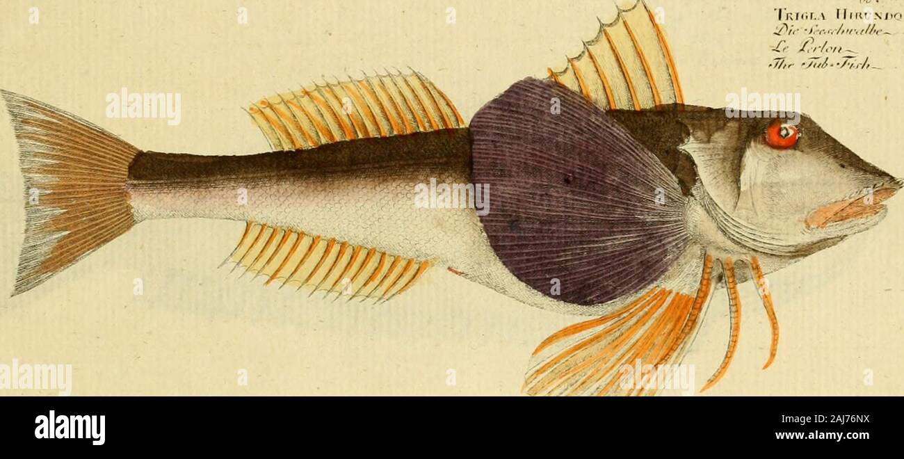 Ichthyologie; ou, Histoire naturelle des poissons En six parties avec 216 planches dessinÃ©es et enluminÃ©es d'aprÃ¨s natu . t/tX 3&,tJt  Jc,. Cf.Trachinus Dr. ico Sj-c&r • A/ ttnaivi *//.//+fhe Lcnimon //,w&lt;v Stock Photo