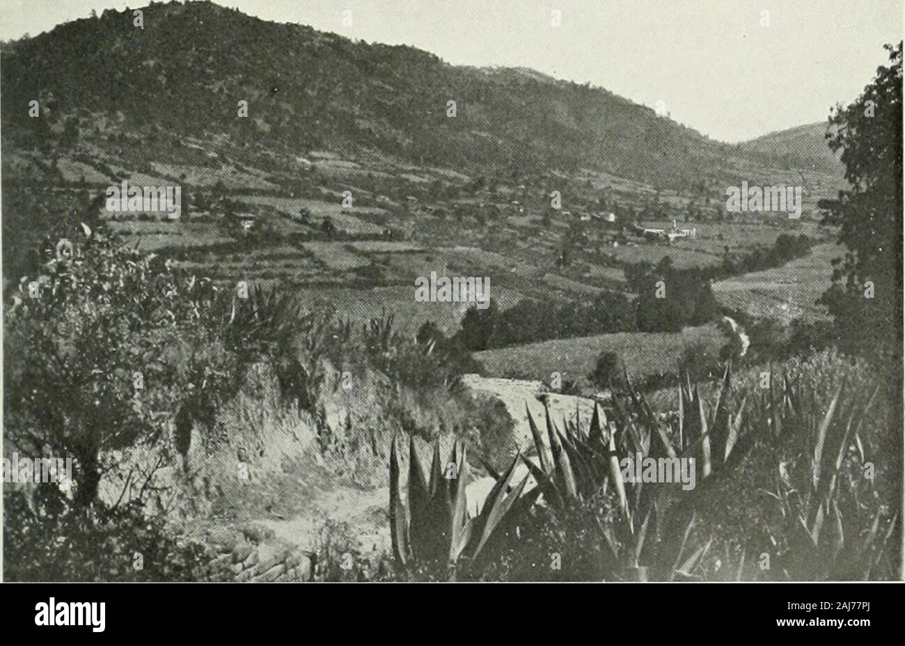 Anales . Vista general de Tarasquillo (TlalaSco), Edo. de Méx.. YlSTA GENERAL l&gt;E UN llrEBT,FCIIJ-O CERCANO A TaRASQUILLO, F.DO. I&gt;F MÉX. 81 Las deformaciones parecen ser muy raras, siendo pocos los que notengan su cuerpo bueno y sano. Dos hombres de veinte años aproxi-madamente que tuve la oportunidad de medir, tenían la altura decuerpo de siete cabezas y media, prescrita por el canon de Fritschpara un físico de 16o cms. de alto; y esto que no eran tipos escogi-dos. La musculatura era buena; los ejes de los miembros, derechos;tórax ancho y hondo; forma de la cabeza, buena; altura del cr Stock Photo