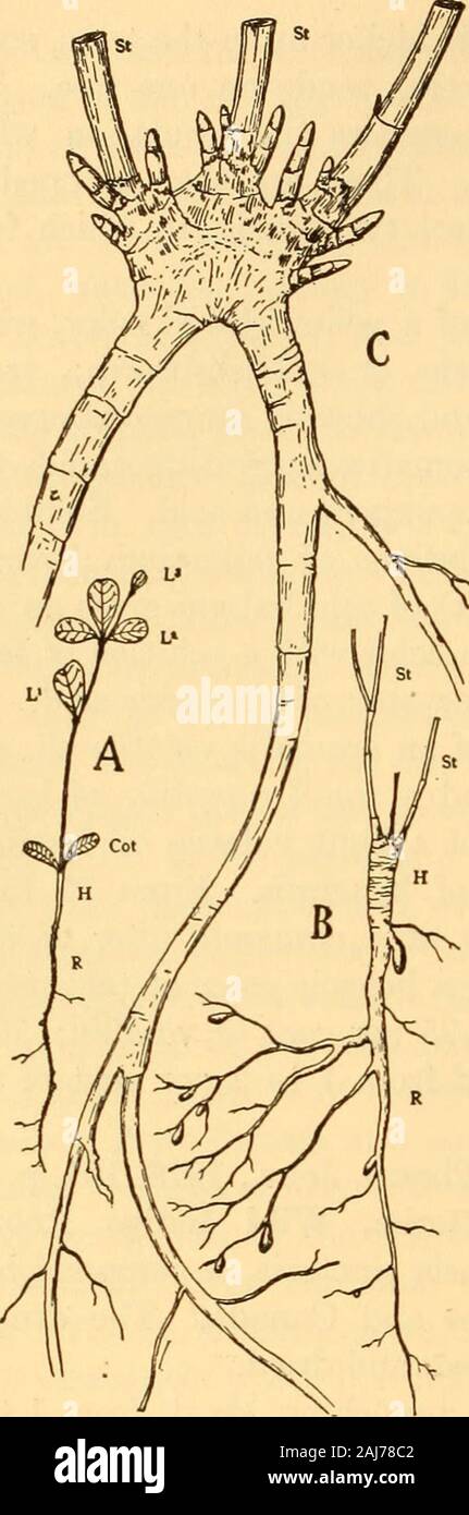 Scientific and applied pharmacognosy intended for the use of students in pharmacy, as a hand book for pharmacists, and as a reference book for food and drug analysts and pharmacologists . Baptisia tinctoria, a perennial herbgrowing in the eastern United States and Canada. The drug isgathered in the fall, cut into small pieces and dried. Description.—Rhizome cylindrical, branching, short, from 1 to 2cm. in thickness; the terete roots usually in pieces, from 8 to 30 cm.in length and 2 to 5 mm. in thickness, externally light reddish-brown,longitudinally wrinkled, occasionally spirally twisted, co Stock Photo
