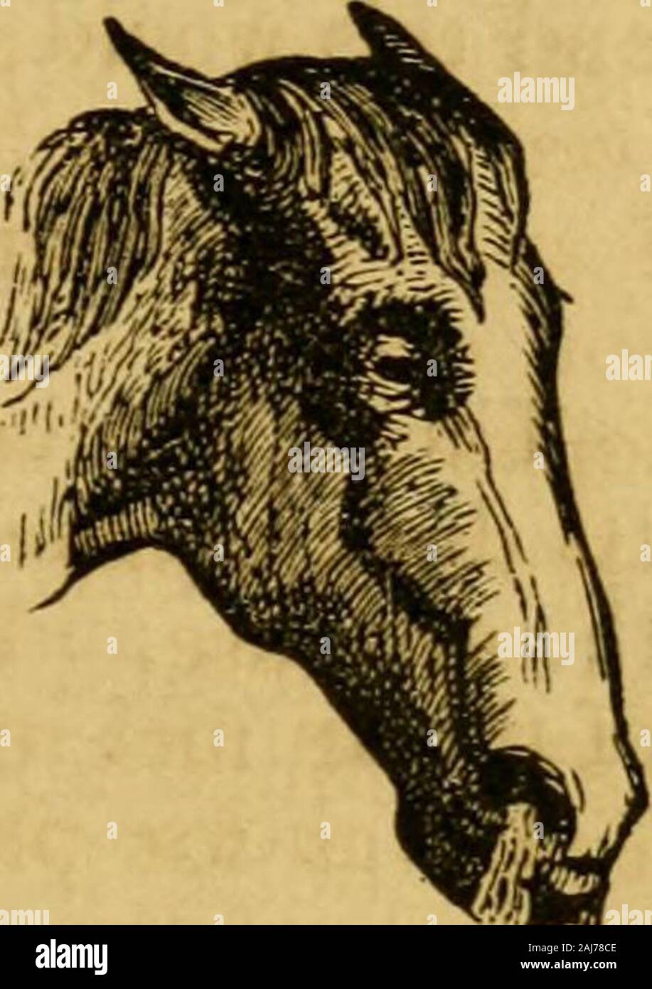 Lung feeding hires stock photography and images Alamy