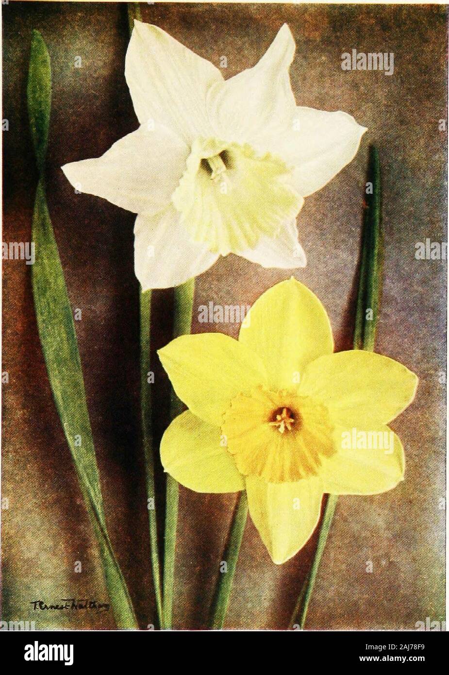 Daffodils With eight colored plates . rather long, citron-yellow coloured cup. Horsfieldii (Horsfield), a fine bicolor Magni. In amass it looks much whiter than Empress. It seems todo especially well in grass. Johnstonii Queen of Spain (nat. hybrid), a delightful,drooping, canary-yellow coloured flower ; not being tall itis only suitable where the grass keeps short. Lobularis (nat. hybrid). Trumpet, yellow; perianth,sulphur-coloured. The flowers are thrown well above thefoliage. Very early, and dwarf. Princeps. Good where it seeds, as it will increase inirregular patches by this means. Triandr Stock Photo
