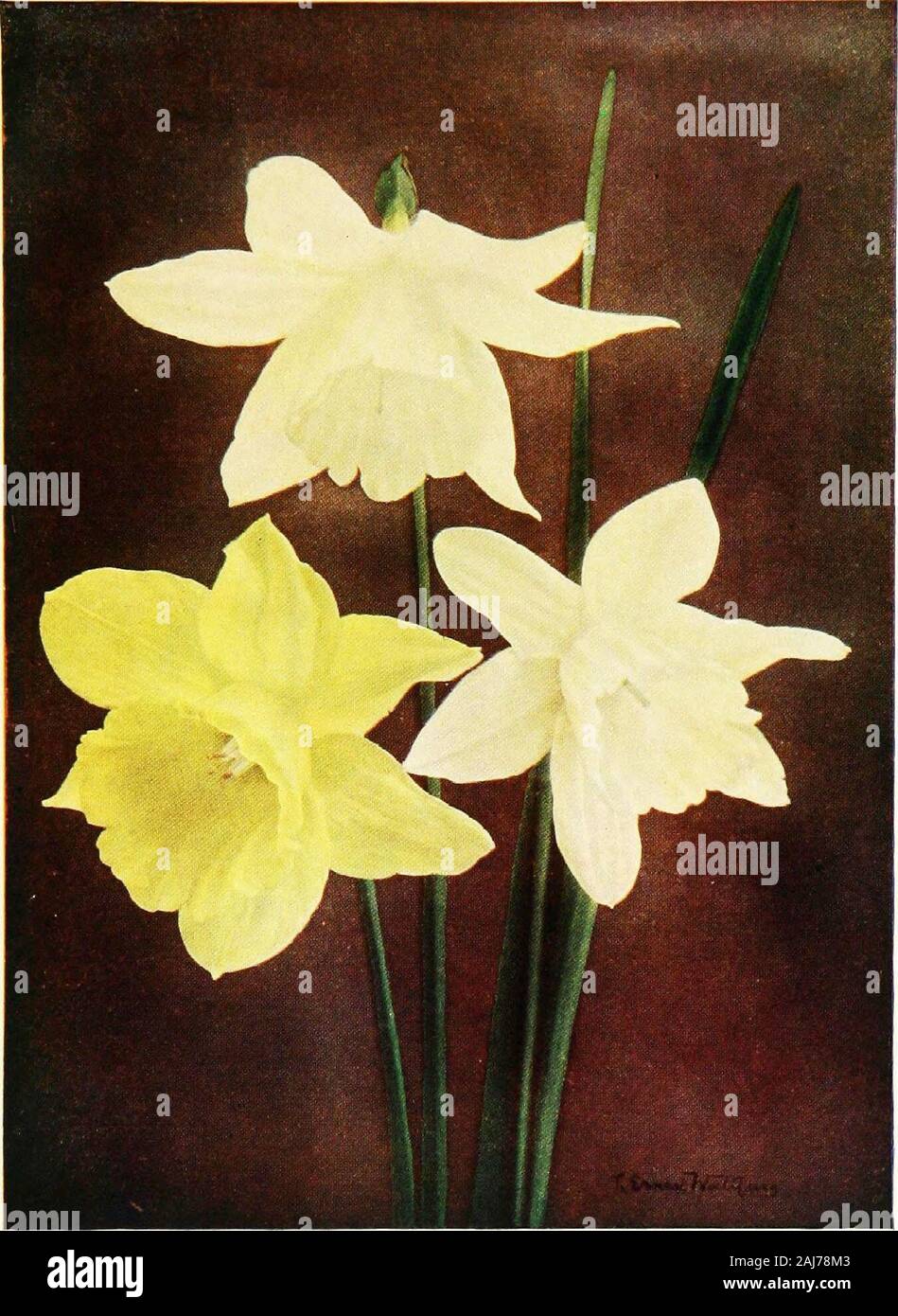Daffodils With eight colored plates . jax or Pseudo-Narcissus or Trumpet, Dafifodils.—This division is distinguished by having a long trumpetor crown, and large perianth segments. Its subdivisionsare into whites—ex., Madame de Graaff; yellows—ex..Emperor ; bicolors—ex., Empress ; and doubles—ex., Tela-monius Plenus. Johnstonii.—Hybrids of Narcissus triandrus, Fuchsia-like Daffodils, perianth reflexing. Ex., Queen of Spain. Cyclamineus.—Cyclamen-flowered Daffodil. Yellow,long, tube-shaped perianth, segment so much reflexed as tobe almost in a line with the long trumpet. Ex., Cycla-mineus. Backh Stock Photo