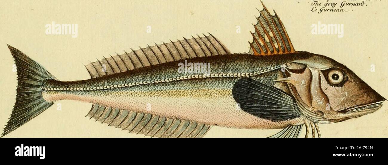 Ichthyologie; ou, Histoire naturelle des poissons En six parties avec 216 planches dessinÃ©es et enluminÃ©es d'aprÃ¨s natu . V ».. m& Tsi&la GtTKXAXI&gt;U5 . Xe &lt;ft4*H£&lt;XU .. Stock Photo