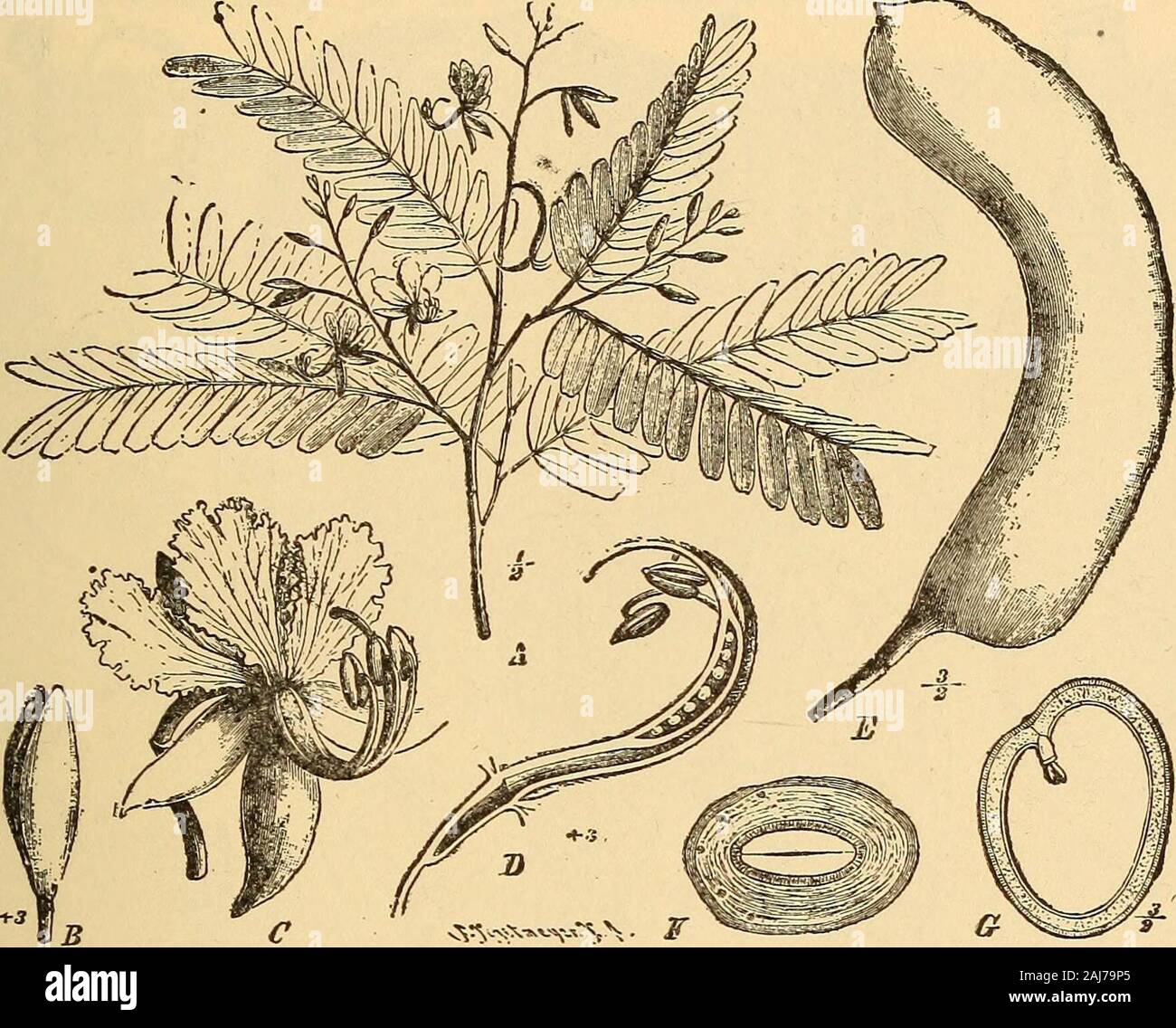 Scientific and applied pharmacognosy intended for the use of students in pharmacy, as a hand book for pharmacists, and as a reference book for food and drug analysts and pharmacologists . Fig. 144.—Legumes of Cassia Fistula, the one to the right cut to show the trans-verse partitions. embedded numerous seeds enclosed in a loose, tough membrane;seeds anatropous, oblong or flattened-quadrangular, 12 to 14 mm. in PHYSOSTIGMA 323 length, 8 to 11 mm. in breadth, 5 to 7 mm. in thickness, dark reddish-brown, smooth, one edge furrowed, transversely striate, very hard;cotyledons plano-convex. East Indi Stock Photo