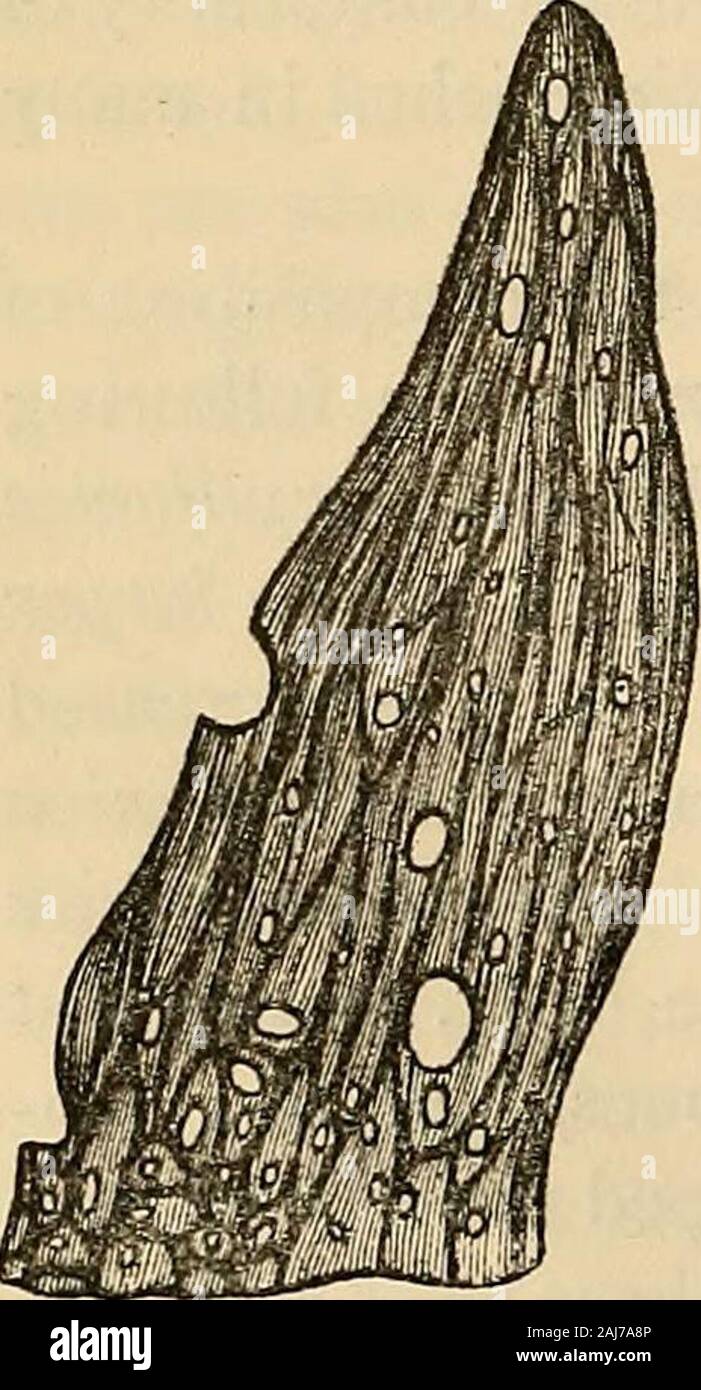 Page 3 Fibrils High Resolution Stock Photography And Images Alamy Page 3 Fibrils High Resolution Stock Photography And Images Alamy
