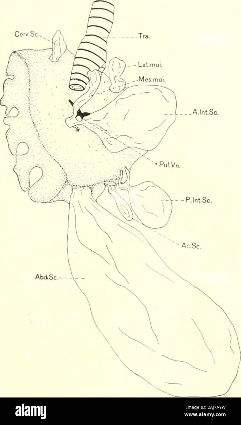 The American journal of anatomy . how the lateral and mesial moieties of  the interclavicu-lar sac and the connections of air-sacs with the  l)ronchial tree. Figure 21, a latero-mesial view, shows the