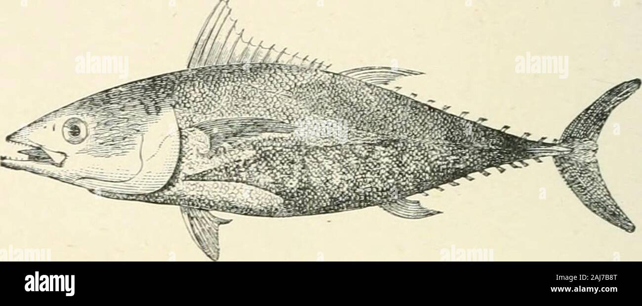 A treatise on zoology . )hyraenodus, Ag.—Eocene, Evirope.Cybium, Cuv. ; Auxis, Cuv. ; Thymius, Cuv. (Fig. 493)—Atlantic, IndianOcean ; and Eocene, Europe. Scomber, L. ; warm and temperate seas;and Oligocene, Europe. Sarda, Cuv.; Acanthocybiuvi, Gill ; Gastrochisma,Rich. (Fig. 494). 466 TELEOSTEI Family Trichiuridae. The pectoral fins are inserted low down, andtlie body much compressed. Starting from Mackerel-like forms, such asThyrsites, the body gradually acquires a very elongate, band-like sliape.At the same time the vertebrae increase in number, and the originallv. Fig. 493.Thynmts thynnus, Stock Photo