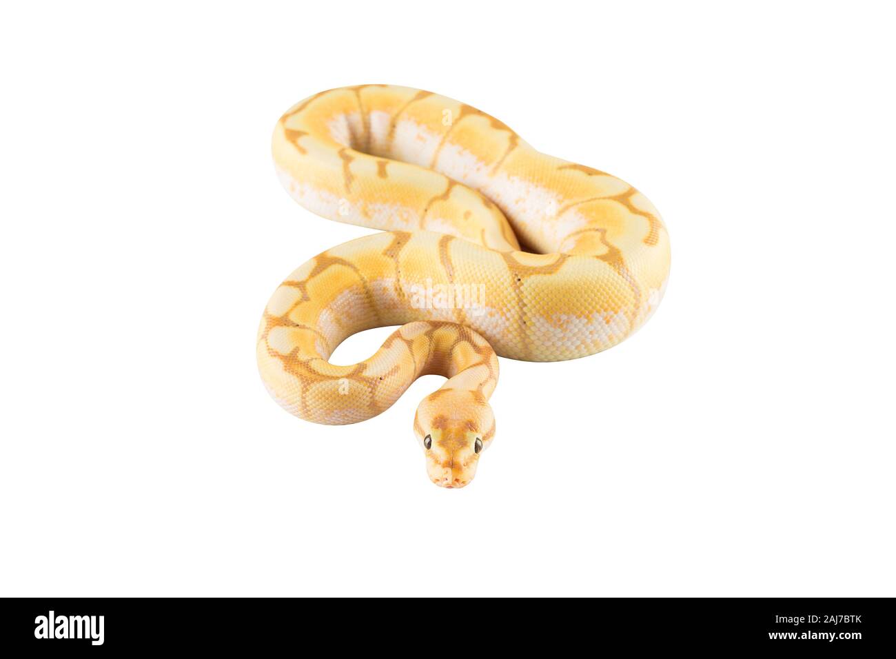 snake python isolated on white background Stock Photo - Alamy