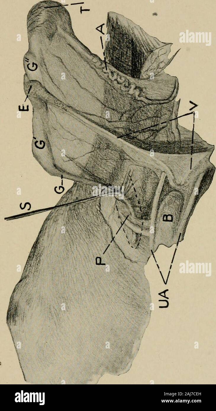 Surgical and obstetrical operations . CASTRATION OF CRYPTORCHID HORSES