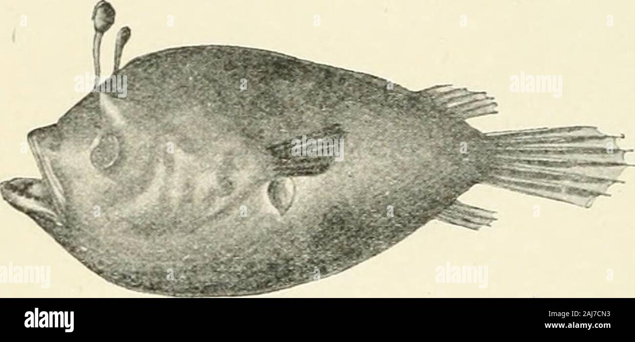 A treatise on zoology . e Ceratiidaein structure, but covered with small spines. The pelvics are absent. GiijantacHs^ Brauer ; Indian Ocean. 3. A rather small and more or less inferior mouth. The gill-openingis above the base of the pectoral, which is strongly geniculated. Thepelvic fins, with five dermotrichs, project strongly outwards, and like thepectorals are adapted for walking (Figs. 487-8). Usually there is a longsnout, below which may be lodged the lure, the only remains of thespinous dorsal. The body in the pectoral region becomes greatlyexpanded, and is covered with tubercles or spin Stock Photo
