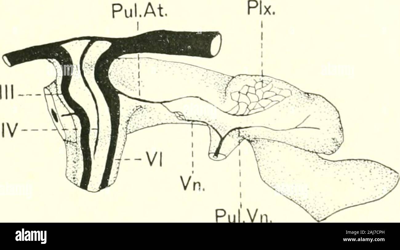 The American journal of anatomy . acheal veinas shown in figure 14. Modified from a sketch by G. H. A. Rech. Fig. 13 Dissection of the left side of an injected embryo of the last half ofthe sixth day of development. Projections on the lung, pulmonary artery andpulmonary vein shown. Drawn by G. TT. A. Rech. THE EMBRYOLOGY OF THE BIRD S LUNG 463 the cephalic end aiul another at the caudal extremity. Thesemark the points of emergence of the cervical and of the abdomi-nal air-sacs. Figure 15 A and B, from a specimen of the lasthalf of the seventh daj^ show the surface of the left lung and ofthe ri Stock Photo