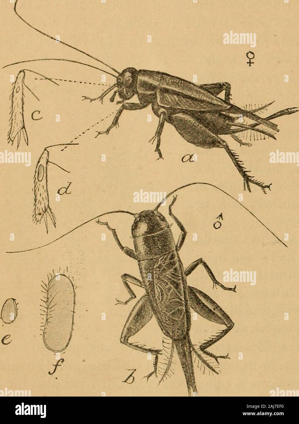 Principal household insects of the United States . in-sect, however, it must beheard, and what seems tobe the insect ear is foundin curious organs on thefore tibiae, represented inthe illustration (fig. 21,c,d,e,f). The house cricket usu-ally occurs on the groundfloor of dwellings, andevinces its liking for warmth by often occurring in the vicinity oflire]daces, concealing itself between the bricks of chimneys or behindbaseboards, frequently burrowing into the mortar of walls. It is par-ticularly apt to abound in bakehouses. It is rarely very abundant,but at times multiplies excessively and be Stock Photo