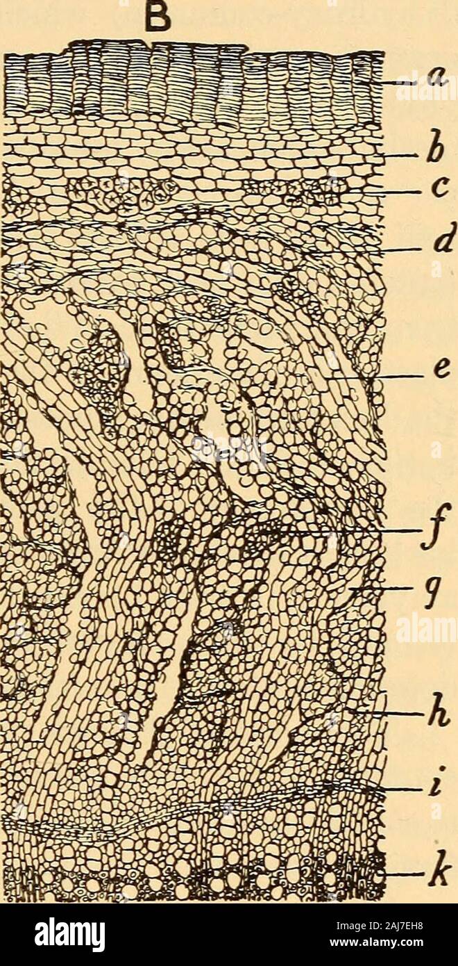 Scientific and applied pharmacognosy intended for the use of students in pharmacy, as a hand book for pharmacists, and as a reference book for food and drug analysts and pharmacologists . Fig. 135.—Prunus serotina Ehrhart: A, longitudinal section of inner bark, show-ing crystals of calcium oxalate (a), medullary ray cells containing starch(b and d), and leptome or sieve (c). B, transverse section of stem barkshowing cork, probably secondary periderm (a) cells of cortex (6) containingchloroplasts, groups of sclerotic cells (c), compressed leptome in the outerportion of the bast layer (d), medul Stock Photo