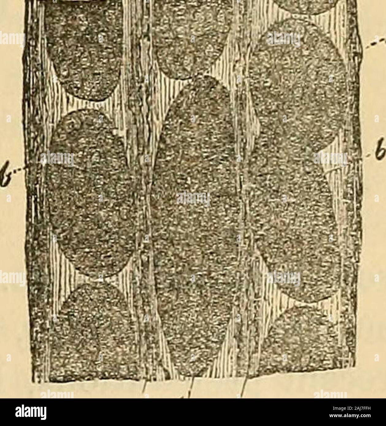 Structureless Human Manual of human histology . piments, into larger and smaller ...