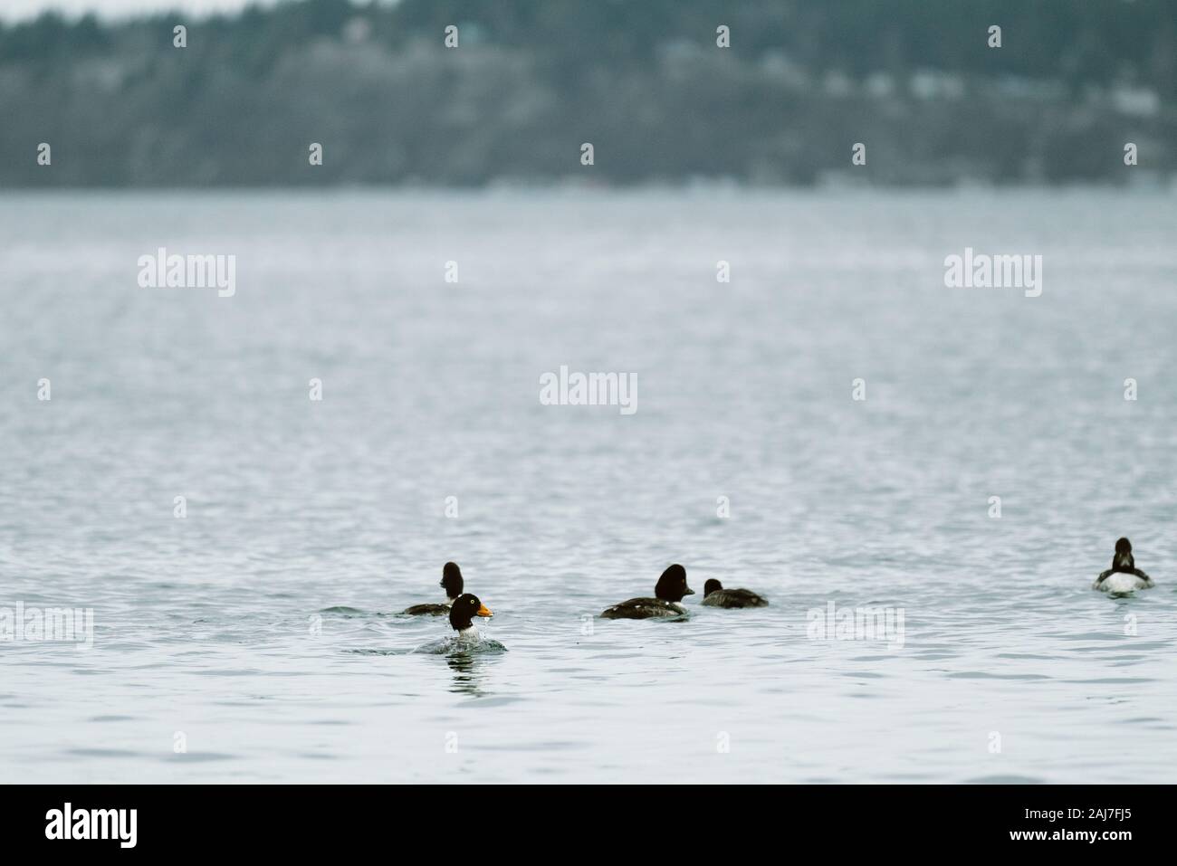 A group of Goldeneye ducks swimming together on the Salish Sea Stock Photo