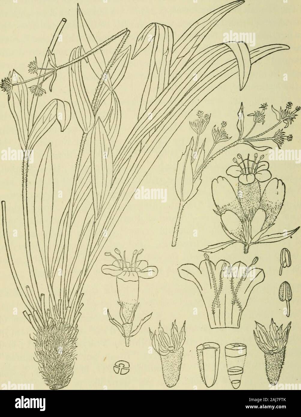 Odorographia : a natural history of raw materials and drugs used in the perfume industry : intended to serve growers, manufacturers and consumers . ndianNard or Mountain I^ard of Dioscorides (i., cap. vi.) has beenproved beyond all doubt to be the Nardostachys Jatamansi ofDe Candolle, and is botanically described and figured by him inhis Seventh Memoir, Sur la famille des Yalerian^es, t. 1; andProdomus, iv., p. 624 ; also Chatin, Etude sur les Valerian^es (Paris, 1872), p. 69, t. 2. K grandiflora, D.O., Mem., 1. c. p. 8, t. 2,Prodr., iv., p. 624 ; Wall. PL, As. Ear., iii., p. 40. PcdriniaJatam Stock Photo