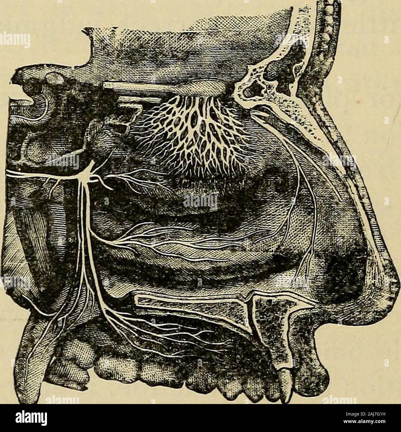Smell Inervation The outlines of anatomy, physiology, and hygiene Being an edition of ...